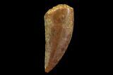Serrated, Raptor Tooth - Real Dinosaur Tooth #94097-1